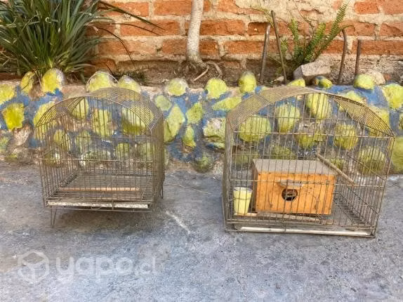 Jaulas