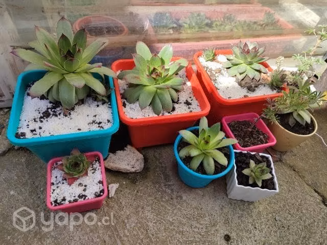 Suculentas