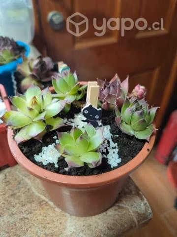 Suculentas