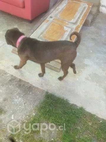 Regalo perrita char pei - Imagen 2