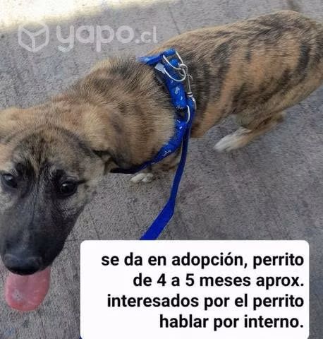 Se regala perrito