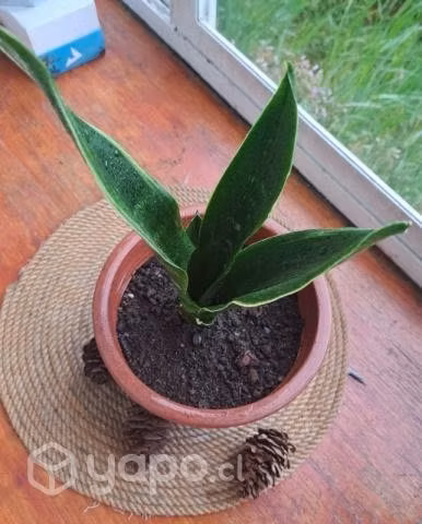 lengua suegra