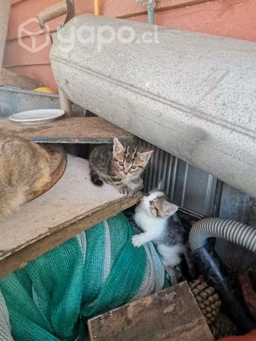 Regalo gatitos