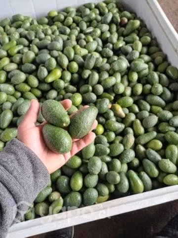 Palta hass