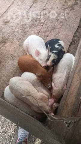 Lechones - Imagen 2