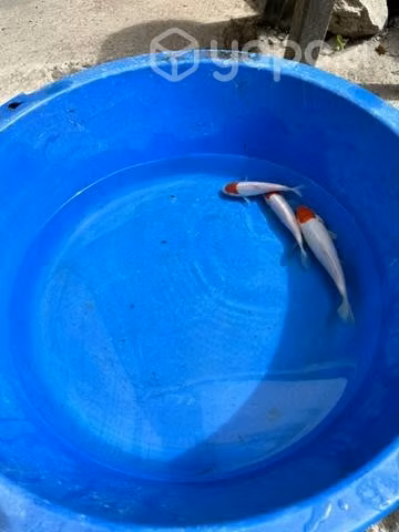 Peces koi y accesorios para estanques