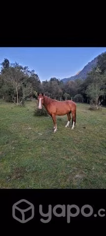Caballo  lindo color alazan
