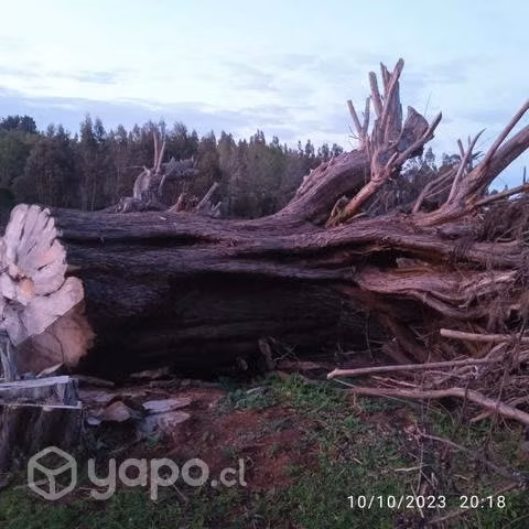 Tronco de ciprés y madera