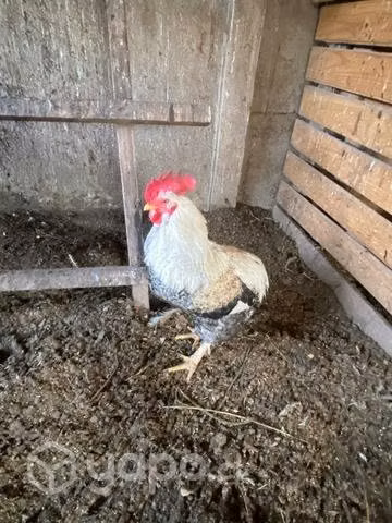 Gallos y pollones