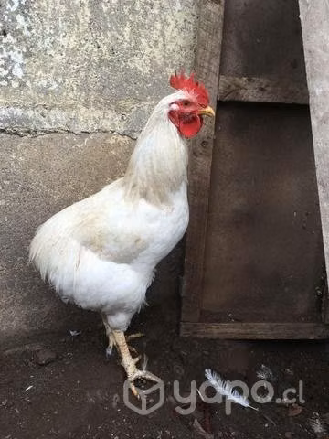 Gallos y pollones - Imagen 2