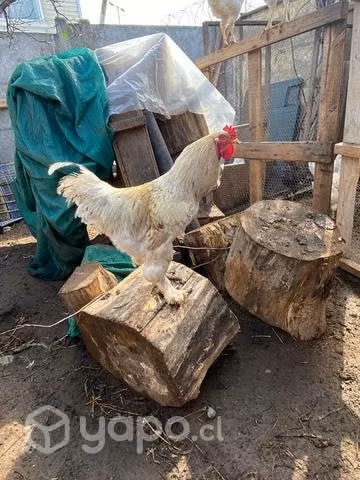 Gallos y pollones - Imagen 4