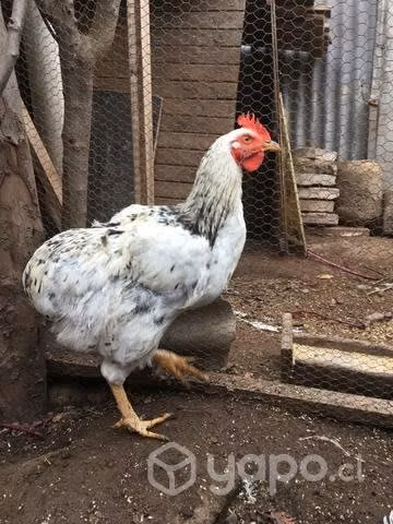 Gallos y pollones - Imagen 3