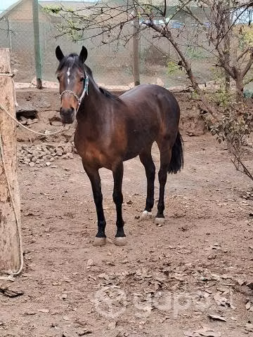 Llegua