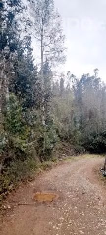 terreno en Botacura sector rural