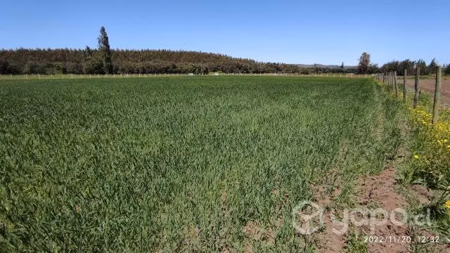Parcela de una hectarea cerca de Angol - Imagen 3