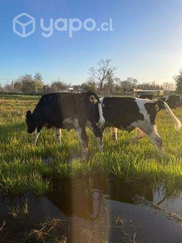 Lote de terneros - Imagen 4