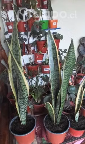 ORIGINAL LENGUA DE SUEGRA (Sansevieria)