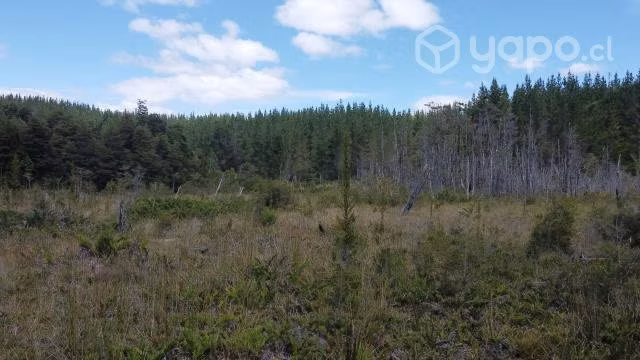 Hermosas parcelas de 10.000 m2
