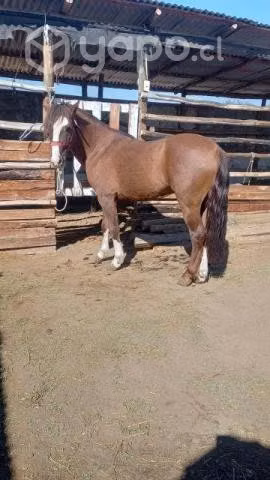 Caballo - Imagen 2