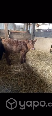Terneros Angus