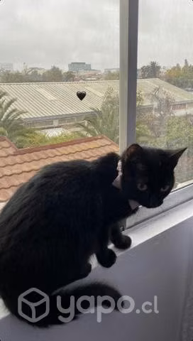 Gatita en adopción - Imagen 2