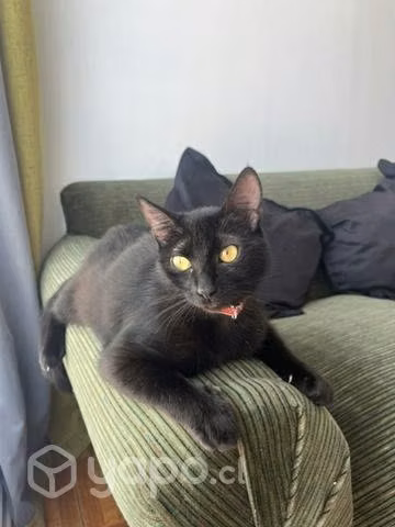 Gatita en adopción