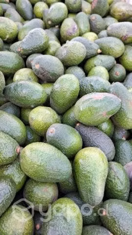 Palta hass - Imagen 3
