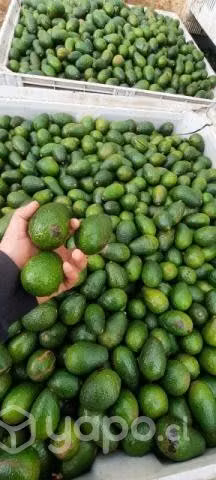 Palta hass