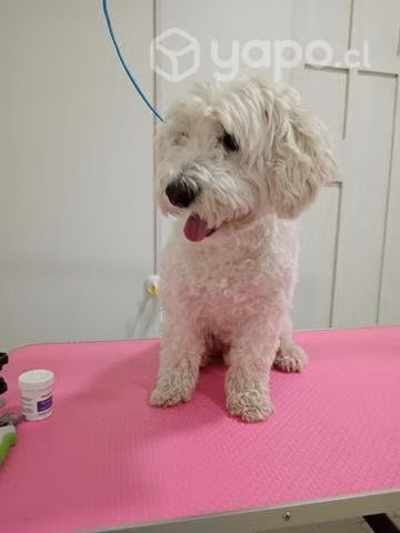 Peluquería Canina