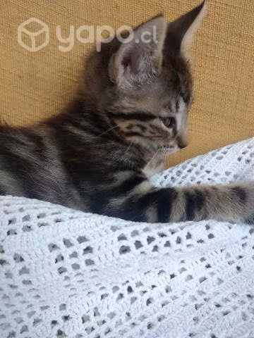 Gatita en adopcion - Imagen 4