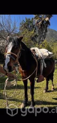 Hermosa Yegua! - Imagen 2