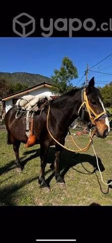 Hermosa Yegua! - Imagen 3