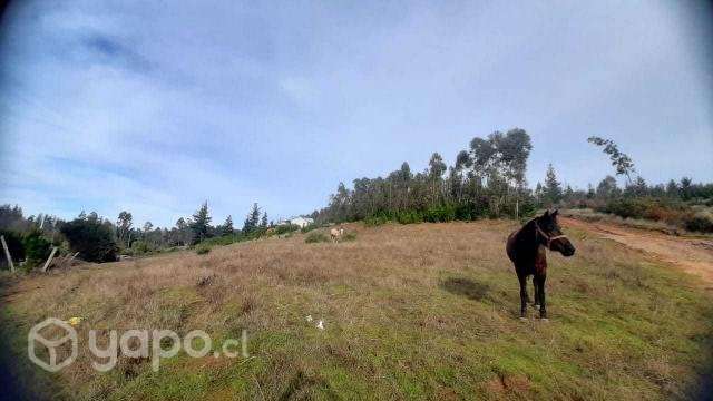 Parcela de 5000 mts2 sector Cancha Montero - Imagen 2