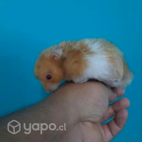 Hamster golden