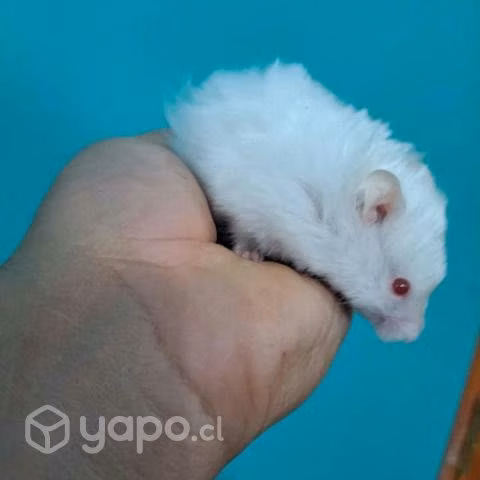 Hamster golden