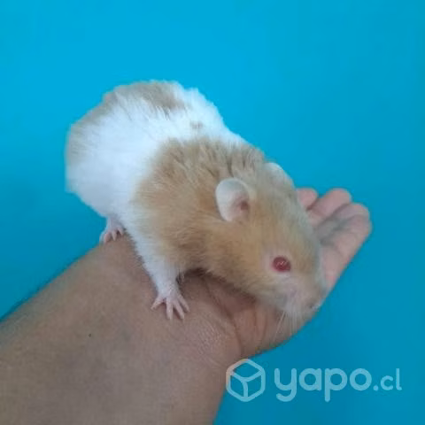 Hamster golden