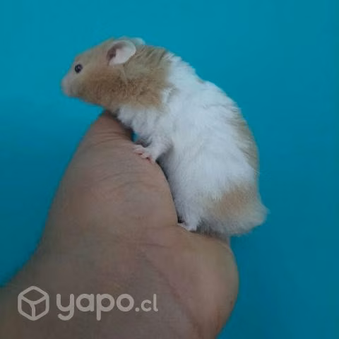 Hamster golden