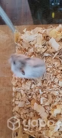 Hamster ruso - Imagen 2