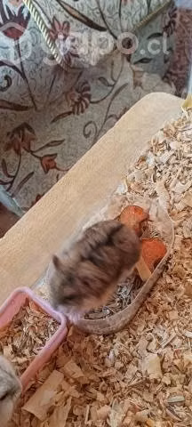 Hamster ruso - Imagen 4