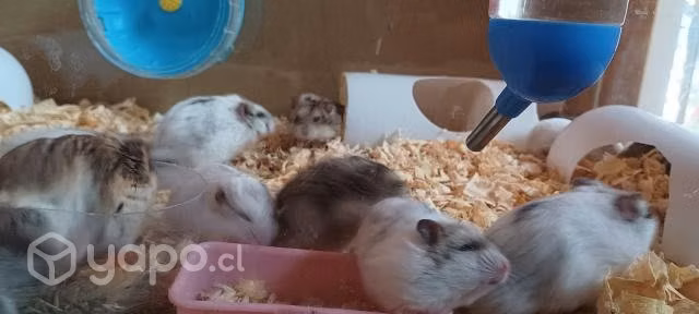 Hamster ruso