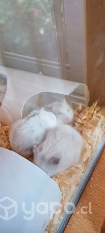 Hamster ruso - Imagen 3