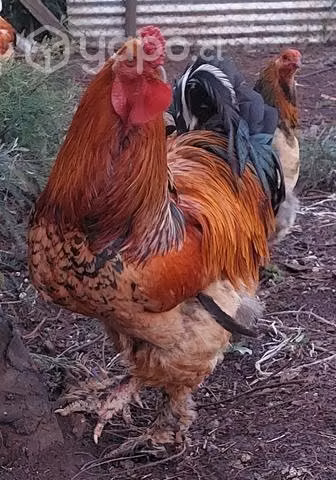 Gallos y gallina brahmas
