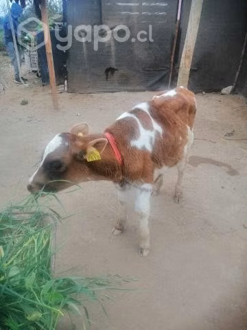 Ternero