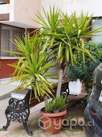 Planta Yuca hermosa