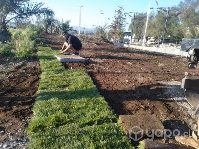 Pasto alfombra natural alto trafico