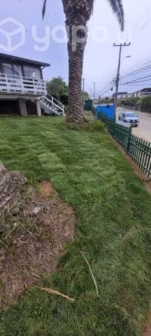 Pasto alfombra natural alto trafico