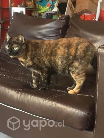Gata regalona busca hogar