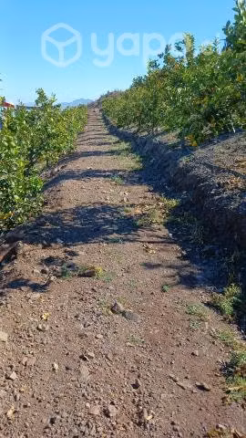 Parcela ovalle