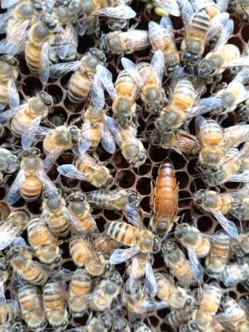 Núcleos de abejas