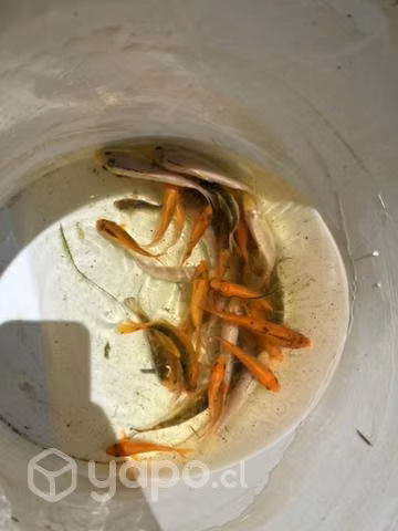 Peces koi 1000xcm